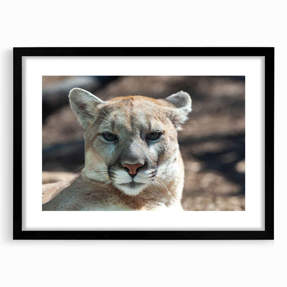 Black-framed wall art featuring a striking cougar design, showcasing intricate details and vibrant colors, perfect for wildlife enthusiasts and modern decor.