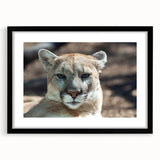 Black-framed wall art featuring a striking cougar design, showcasing intricate details and vibrant colors, perfect for wildlife enthusiasts and modern decor.