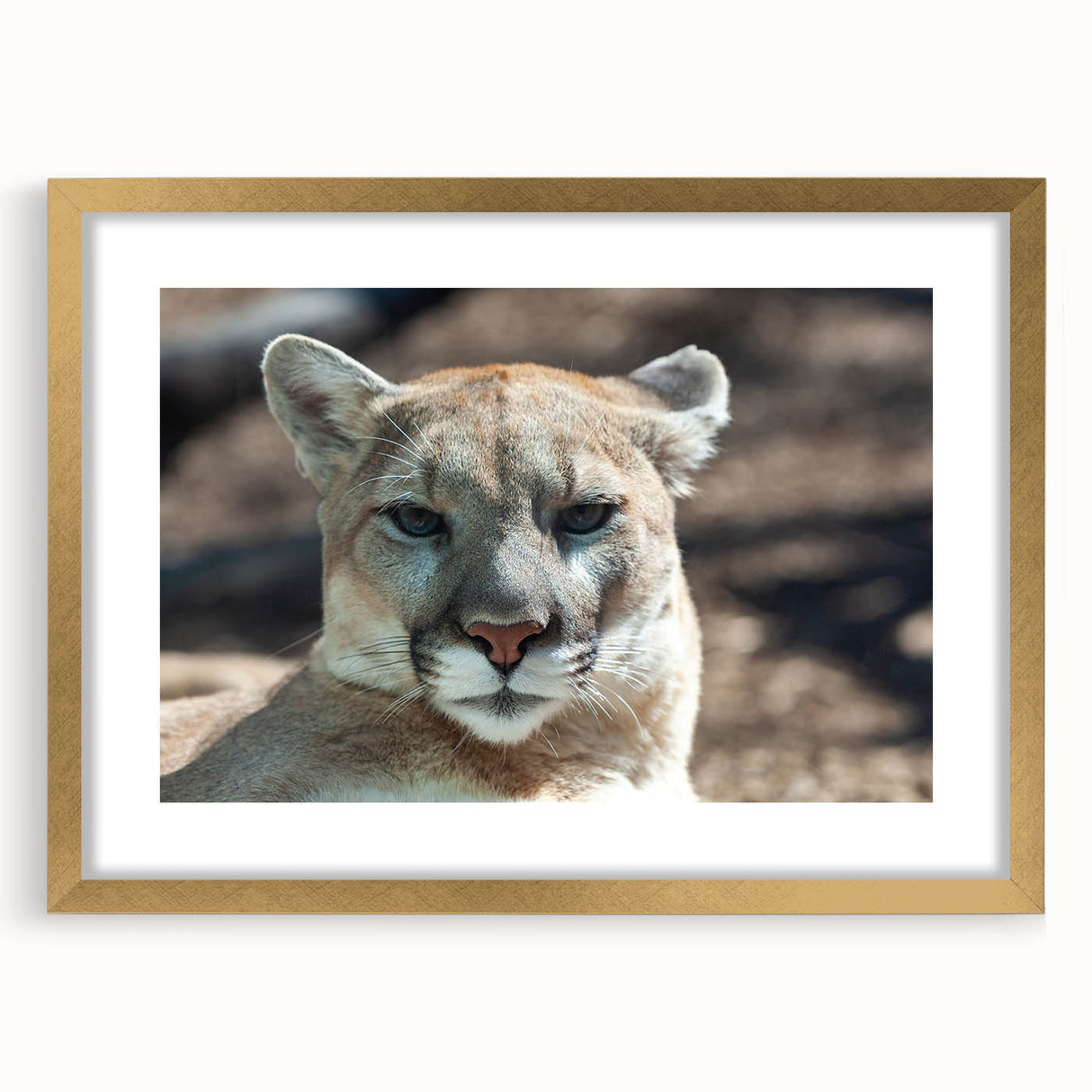 Framed wall art showcasing a majestic cougar design in gold, set against a textured mat, ideal for wildlife enthusiasts and modern decor.