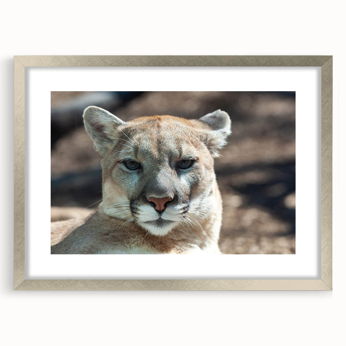 Framed wall art featuring a striking cougar design, elegantly presented with a silver mat, perfect for wildlife enthusiasts and modern home decor.