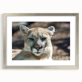 Framed wall art featuring a striking cougar design, elegantly presented with a silver mat, perfect for wildlife enthusiasts and modern home decor.