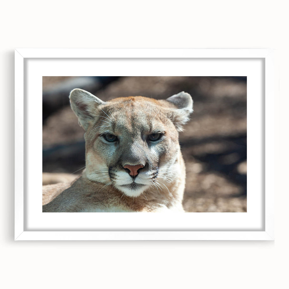 Framed wall art featuring a striking cougar design from the "Animals A Wild Life" collection, showcasing natural colors with a white mat and frame, ideal for wildlife enthusiasts.