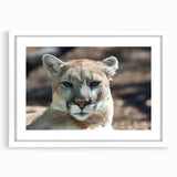Framed wall art featuring a striking cougar design from the "Animals A Wild Life" collection, showcasing natural colors with a white mat and frame, ideal for wildlife enthusiasts.