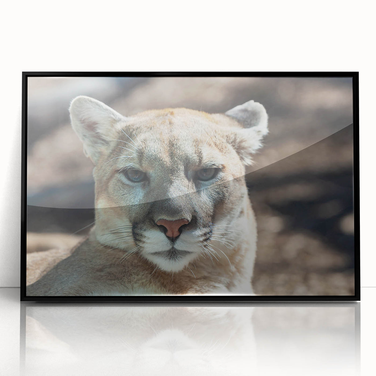 Framed wall art featuring a striking black acrylic design of a cougar, showcasing intricate details and vibrant colors, perfect for wildlife enthusiasts and home decor.
