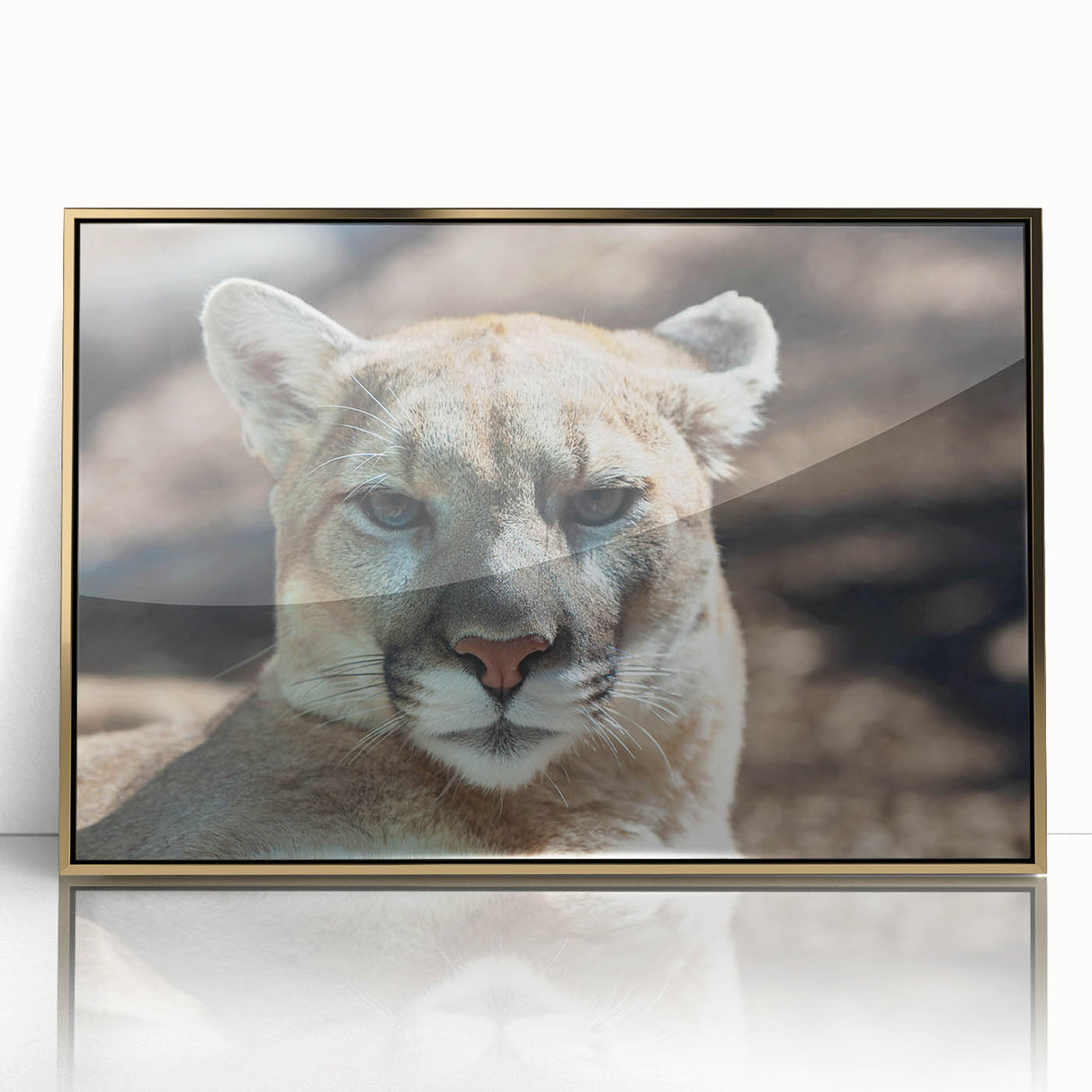 Framed acrylic artwork featuring a striking cougar design in a gold frame, perfect for adding a touch of wildlife elegance to any modern decor. The piece captures the majestic essence of the cougar with vibrant colors and intricate details, making it an ideal focal point for animal lovers and art enthusiasts alike.