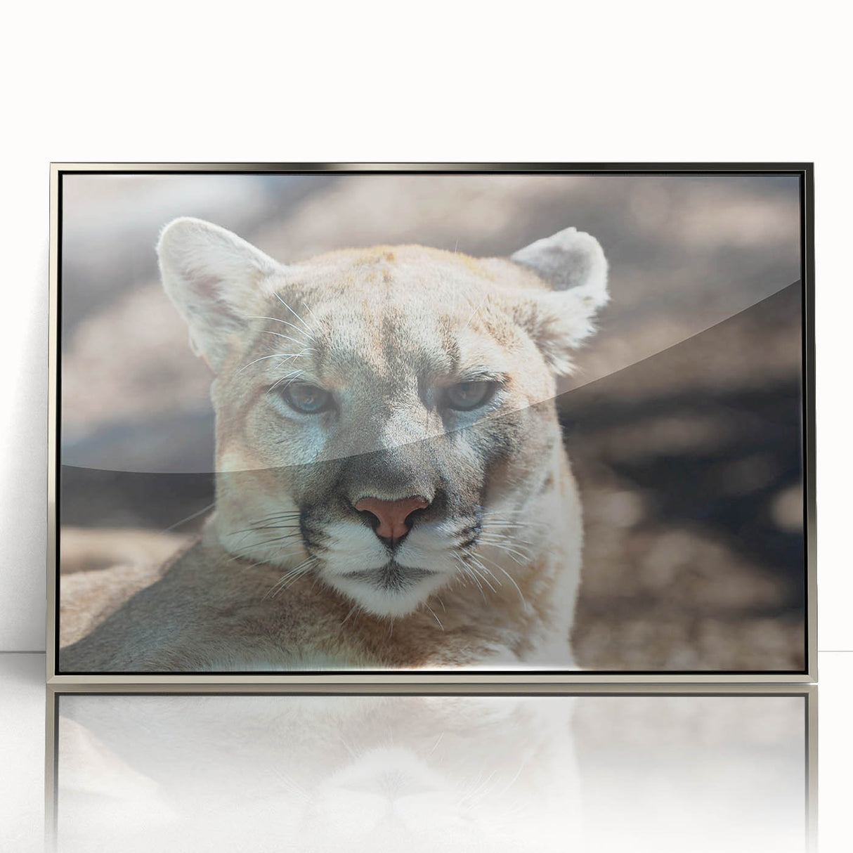 Framed wall art featuring a striking cougar design in a modern acrylic frame, showcasing vibrant colors and intricate details, perfect for wildlife enthusiasts.