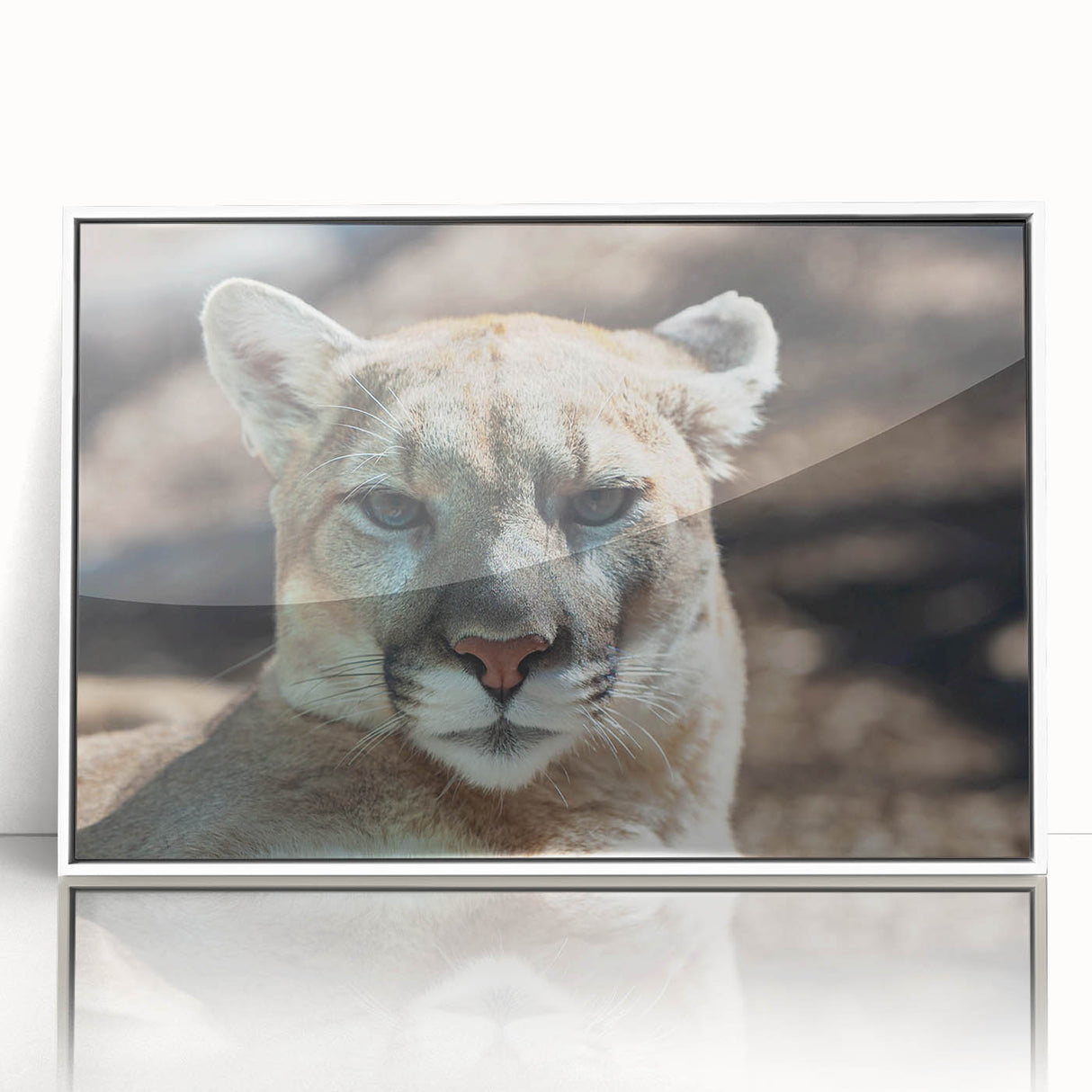 Framed acrylic wall art showcasing a striking cougar design, featuring vibrant colors and a sleek white frame, ideal for wildlife-themed decor in modern interiors.