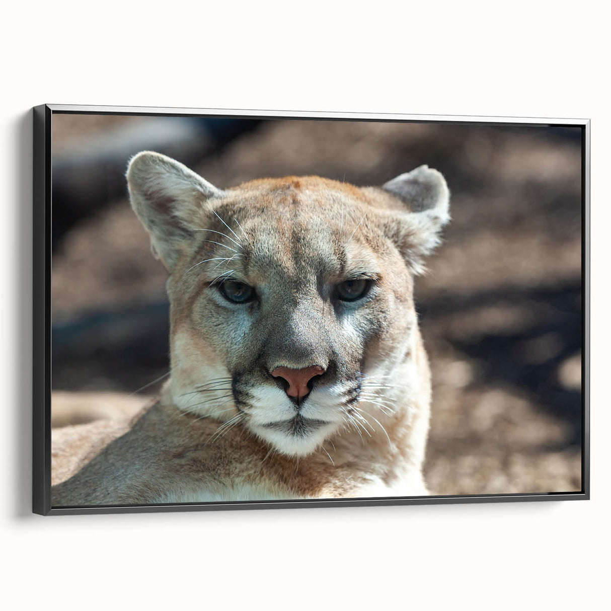 Framed canvas wall art featuring a sleek side view of a majestic cougar in a natural setting, showcasing vibrant colors and intricate details, perfect for wildlife enthusiasts.