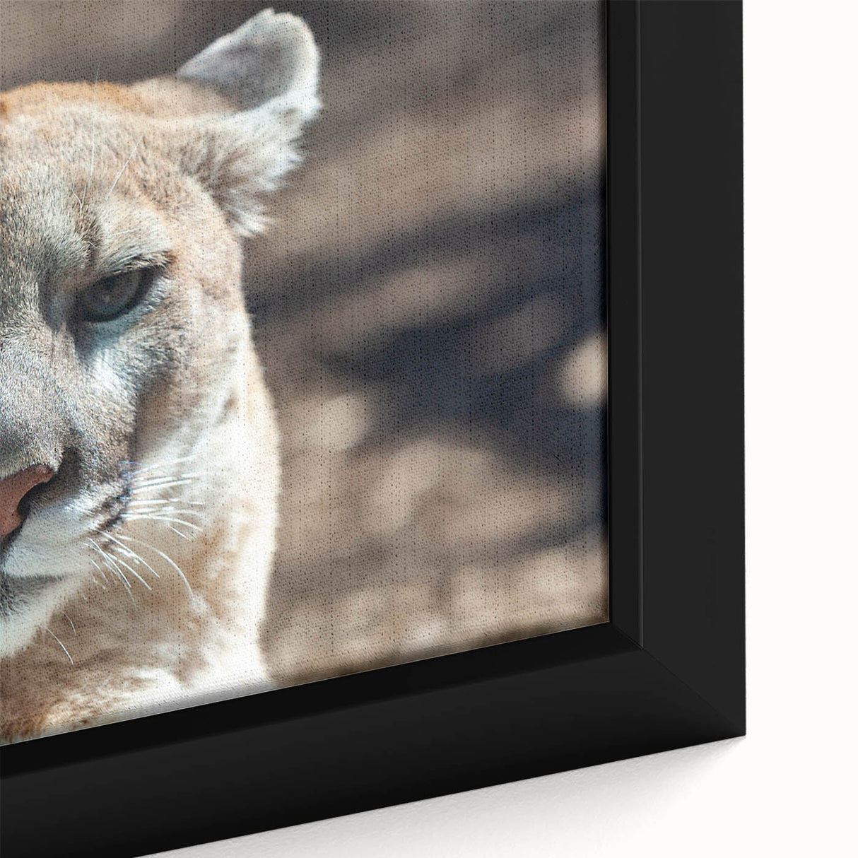 Close-up of a framed canvas artwork depicting a majestic cougar in a natural setting, showcasing intricate details and vibrant colors, perfect for wildlife enthusiasts.