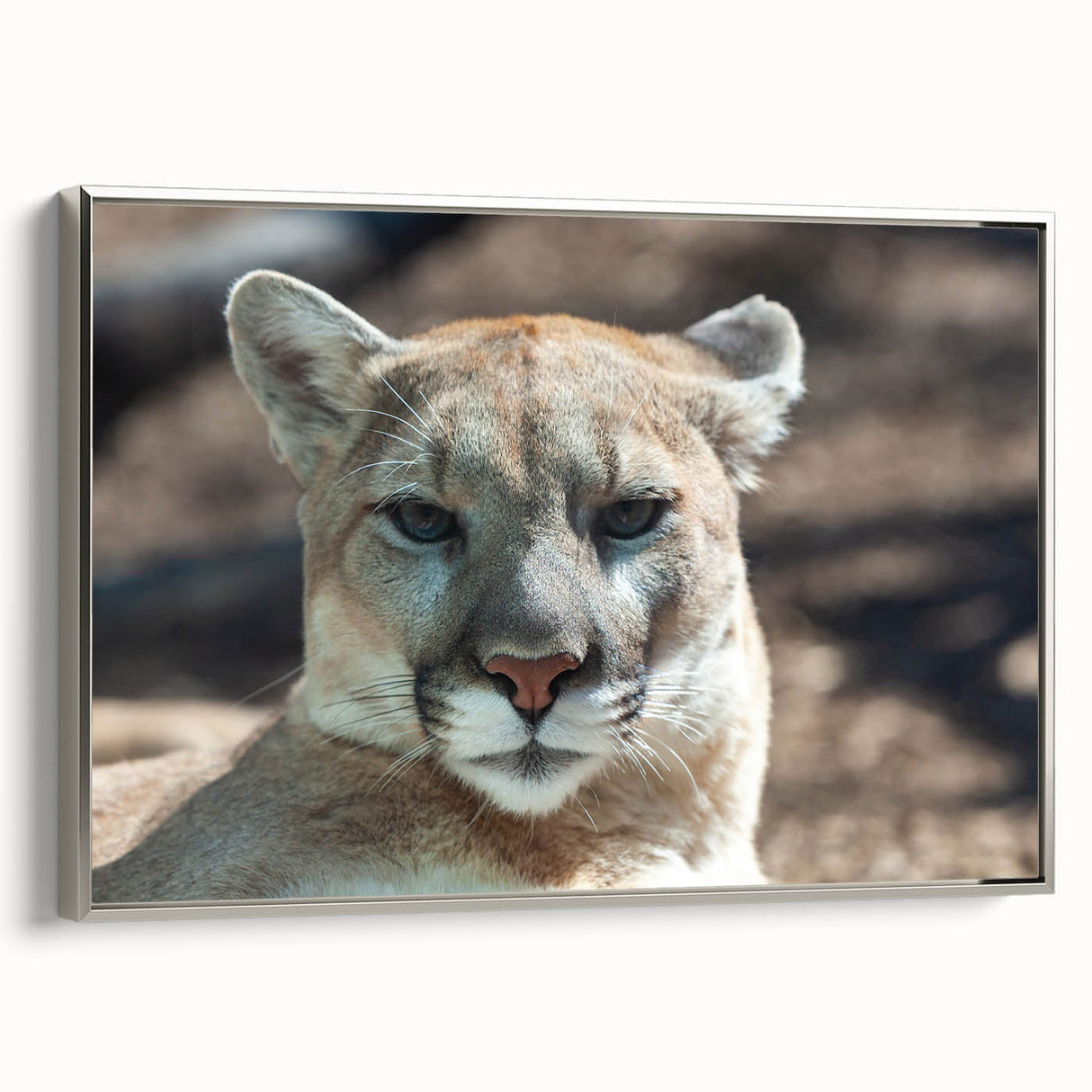 Framed wall art featuring a striking silver side view of a cougar design, showcasing detailed fur texture and lifelike expression, perfect for wildlife enthusiasts.