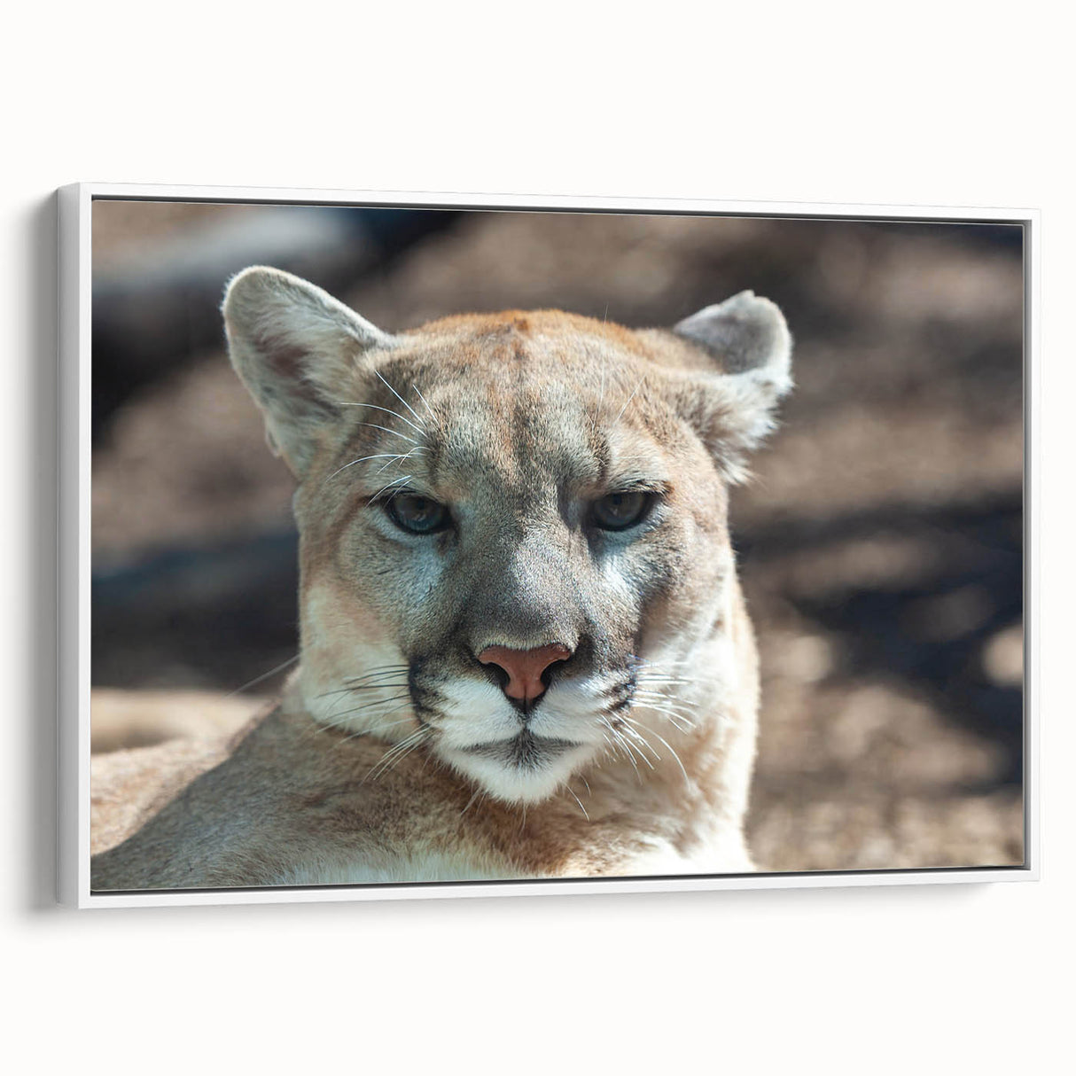 Framed canvas wall art featuring a stylized cougar design, showcasing vibrant colors on a white background, perfect for modern wildlife decor.