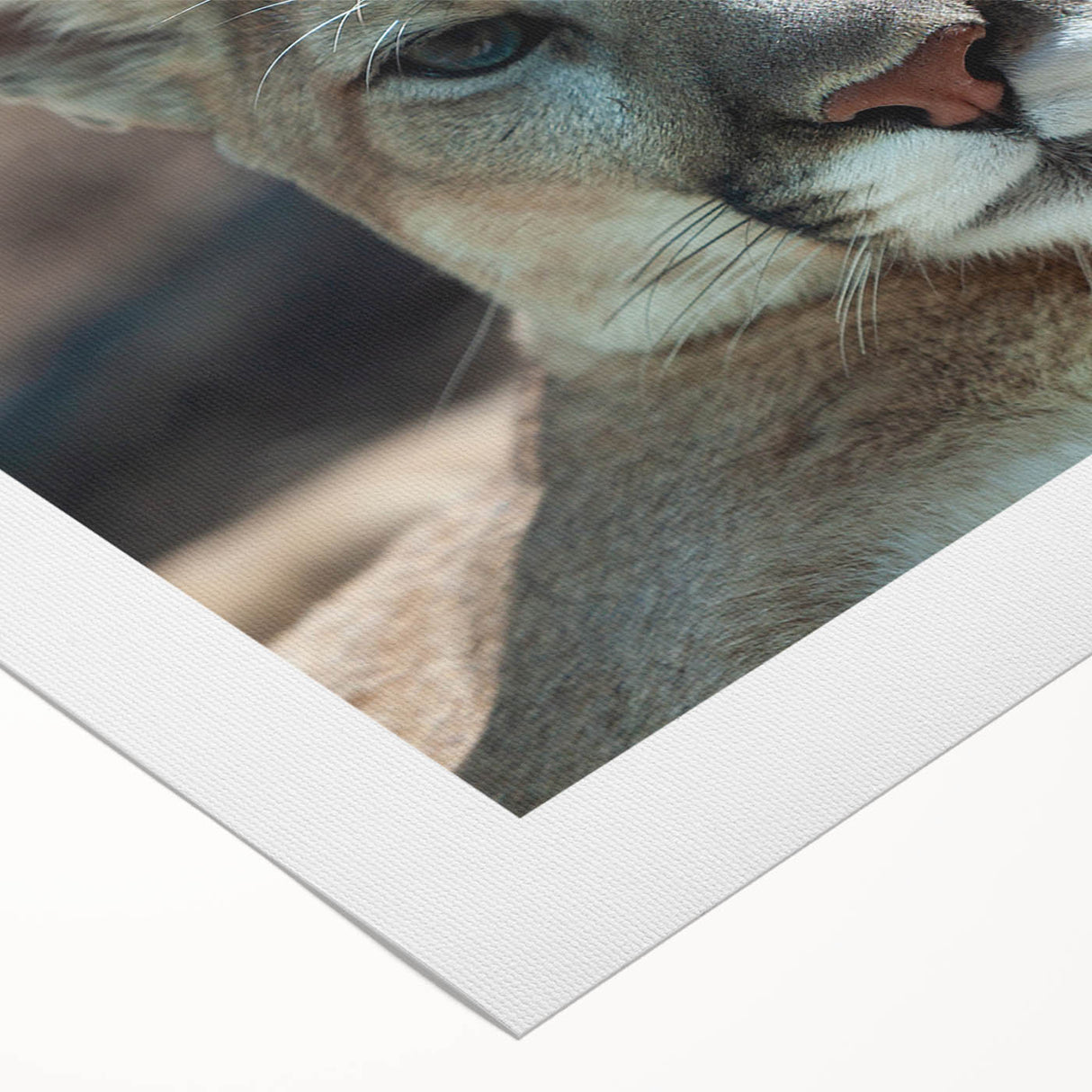 Rolled canvas artwork showcasing a striking cougar design, featuring vibrant colors and intricate details, ideal for wildlife enthusiasts and home decor.