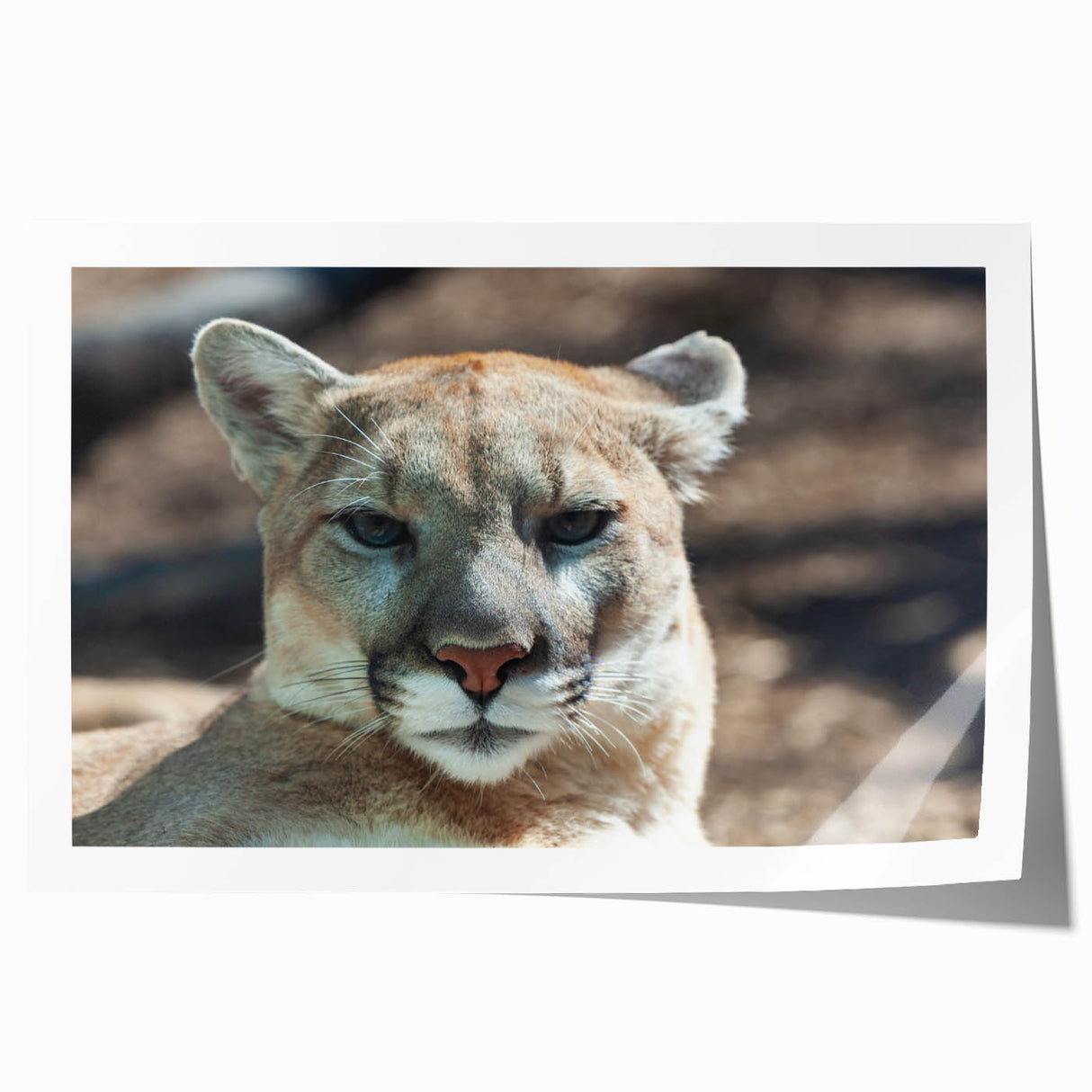 Cougar wall art print showcasing a stunning wildlife design featuring a majestic cougar in a natural setting, perfect for nature enthusiasts and home decor.