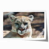 Cougar wall art print showcasing a stunning wildlife design featuring a majestic cougar in a natural setting, perfect for nature enthusiasts and home decor.