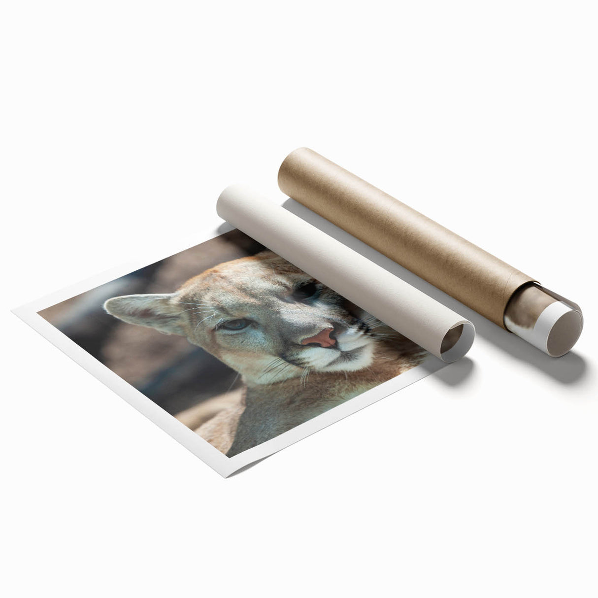 Cougar wall art print showcasing a detailed illustration of a majestic cougar in a natural setting, ideal for wildlife enthusiasts and home decor. This rolled canvas piece captures the beauty of nature and adds a vibrant touch to any living space.