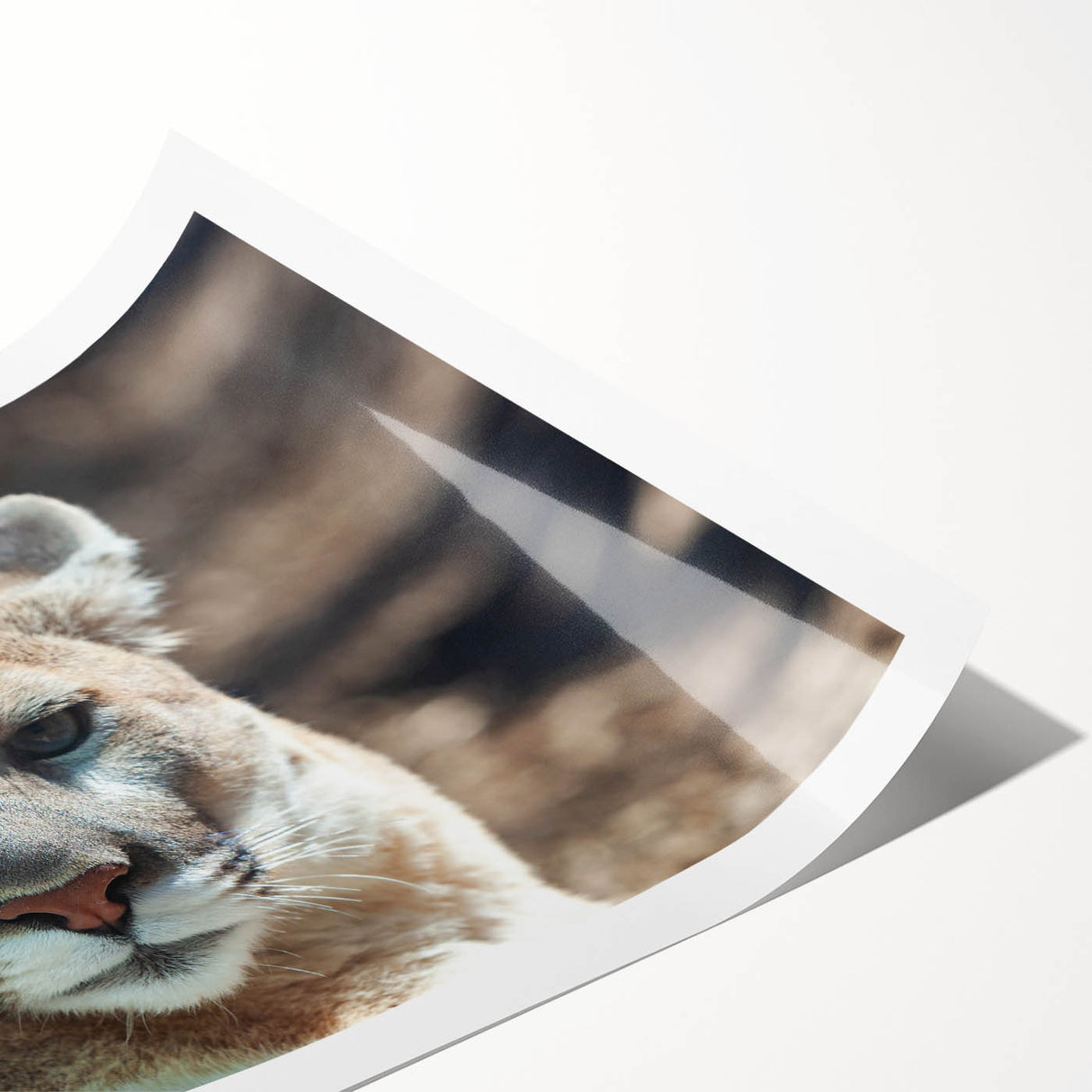 Cougar wall art print showcasing a realistic depiction of a wild cougar in a vibrant natural setting, rolled and ready for display on your wall. Perfect for wildlife enthusiasts and home decor lovers.