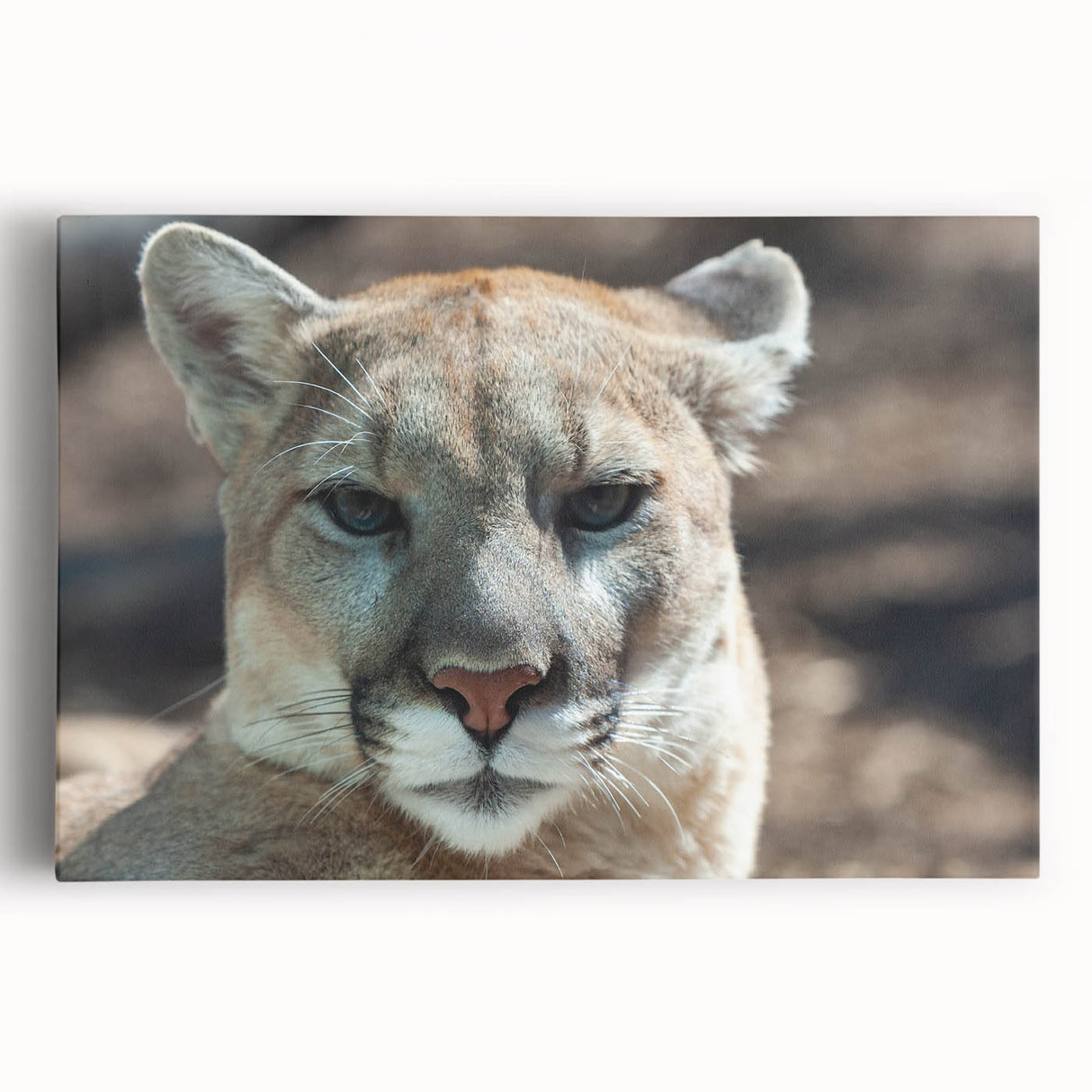 Stretched canvas wall art showcasing a detailed front view of a majestic cougar in a vibrant natural setting, perfect for wildlife enthusiasts. This artwork adds an adventurous touch to any room.