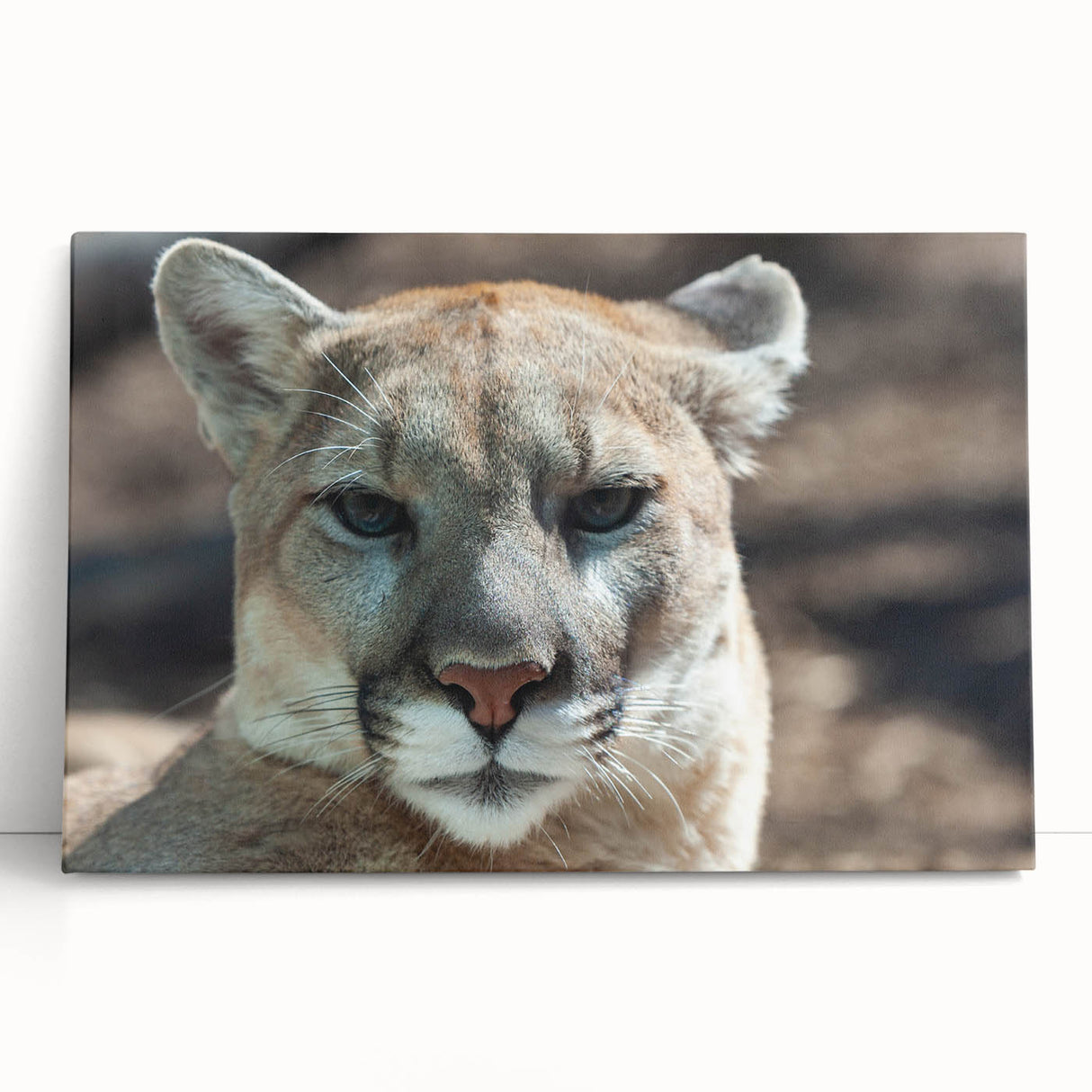 Stretched canvas wall art depicting a majestic cougar in a vibrant, natural setting, perfect for wildlife enthusiasts and home décor. Ideal for adding a bold statement to any space.