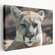 Stretched canvas wall art showcasing a side view of a majestic cougar in a natural setting, perfect for wildlife enthusiasts and home decor lovers. The vibrant colors and intricate details highlight the beauty of this wild animal, making it an eye-catching addition to any space.
