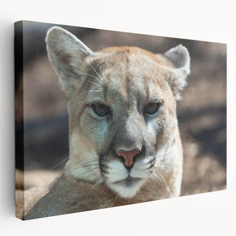 Stretched canvas wall art showcasing a side view of a majestic cougar in a natural setting, perfect for wildlife enthusiasts and home decor lovers. The vibrant colors and intricate details highlight the beauty of this wild animal, making it an eye-catching addition to any space.
