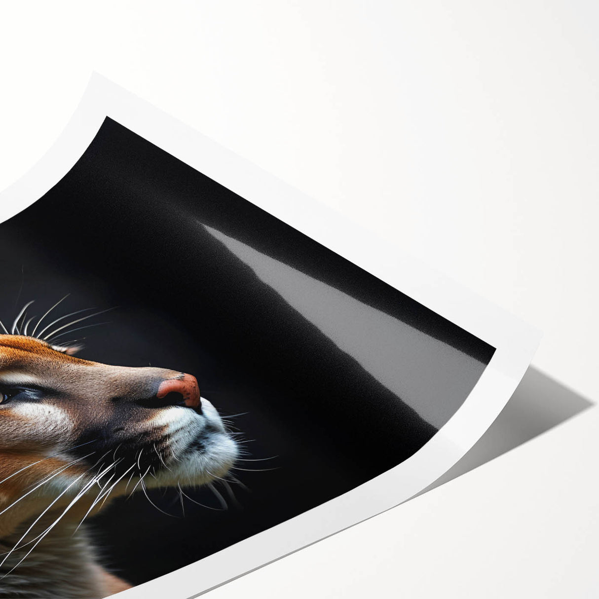 Elegant rolled print featuring a striking cougar design from the Wild Life collection, showcasing vivid colors and intricate details, perfect for animal art enthusiasts.