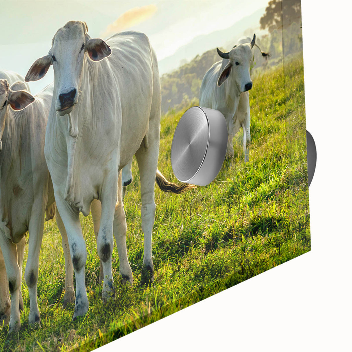 Close-up of a vibrant cow design wall art piece, showcasing intricate details and bright colors on acrylic glass, perfect for animal lovers and home decor enthusiasts.