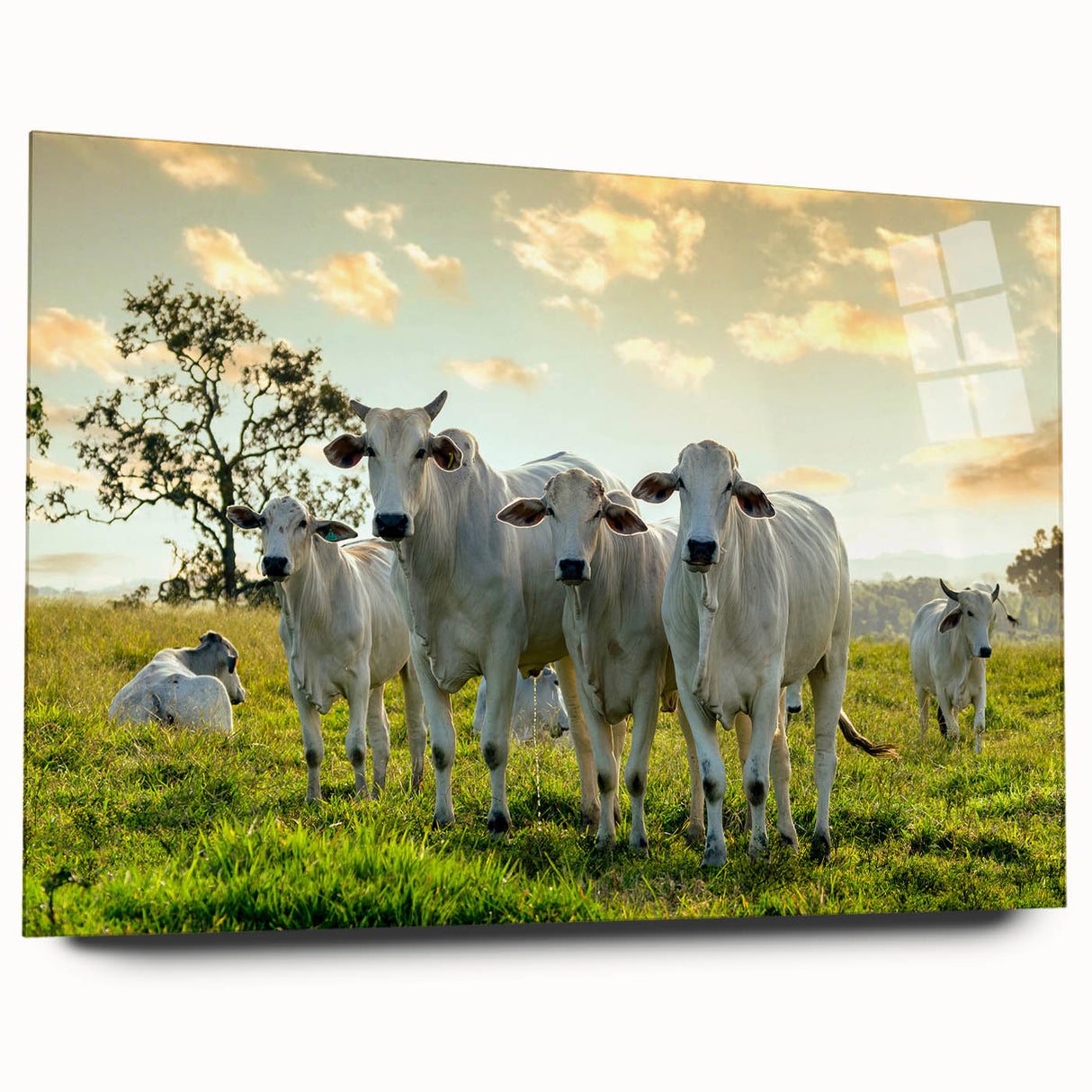 Acrylic glass wall art collection showcasing a vibrant cow design in a side view, perfect for animal lovers and rustic decor enthusiasts. Ideal for enhancing interior spaces.