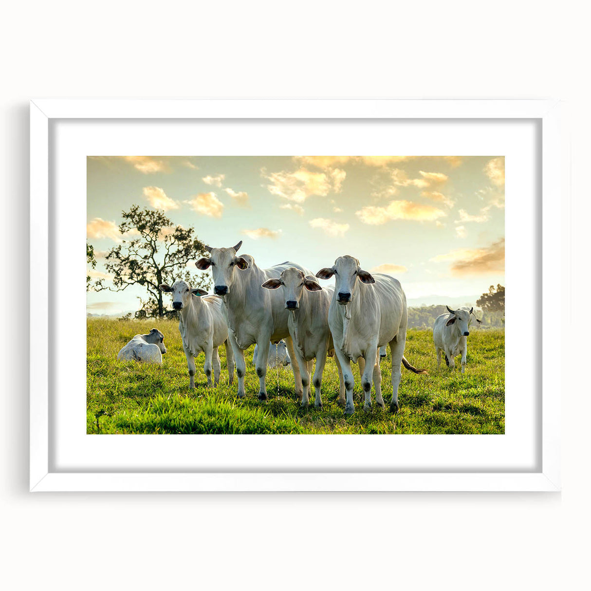 Framed wall art featuring a white mat and an artistic cow design, showcasing vibrant colors and intricate details, perfect for animal lovers' home decor.