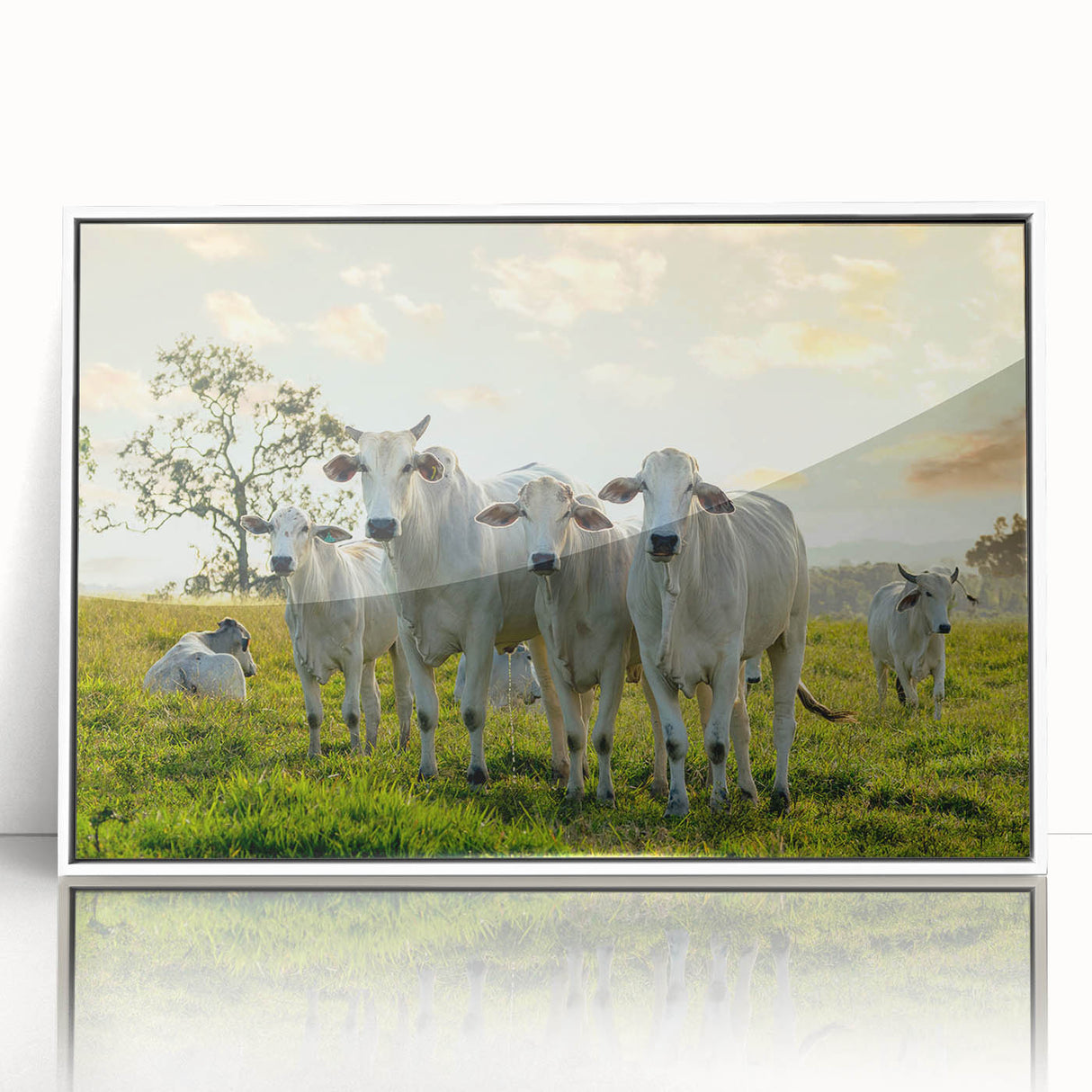 Framed acrylic wall art featuring a whimsical cow design in a white frame, ideal for animal lovers and home decor enthusiasts, showcasing vibrant colors and playful character.