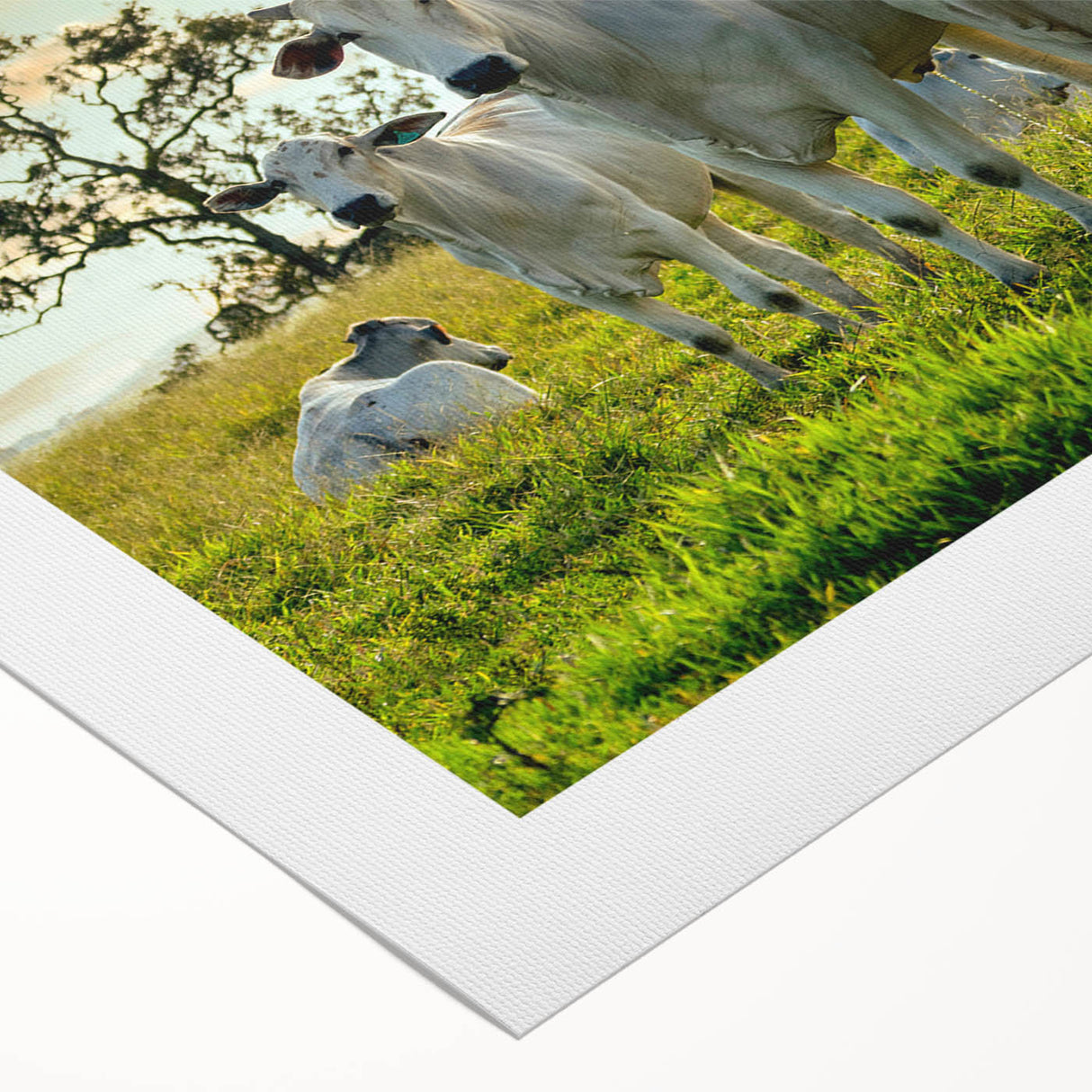 Colorful rolled canvas showcasing an artistic depiction of cows in a wild setting, perfect for animal lovers and home decor enthusiasts. Ideal for enhancing living spaces with nature-inspired art.