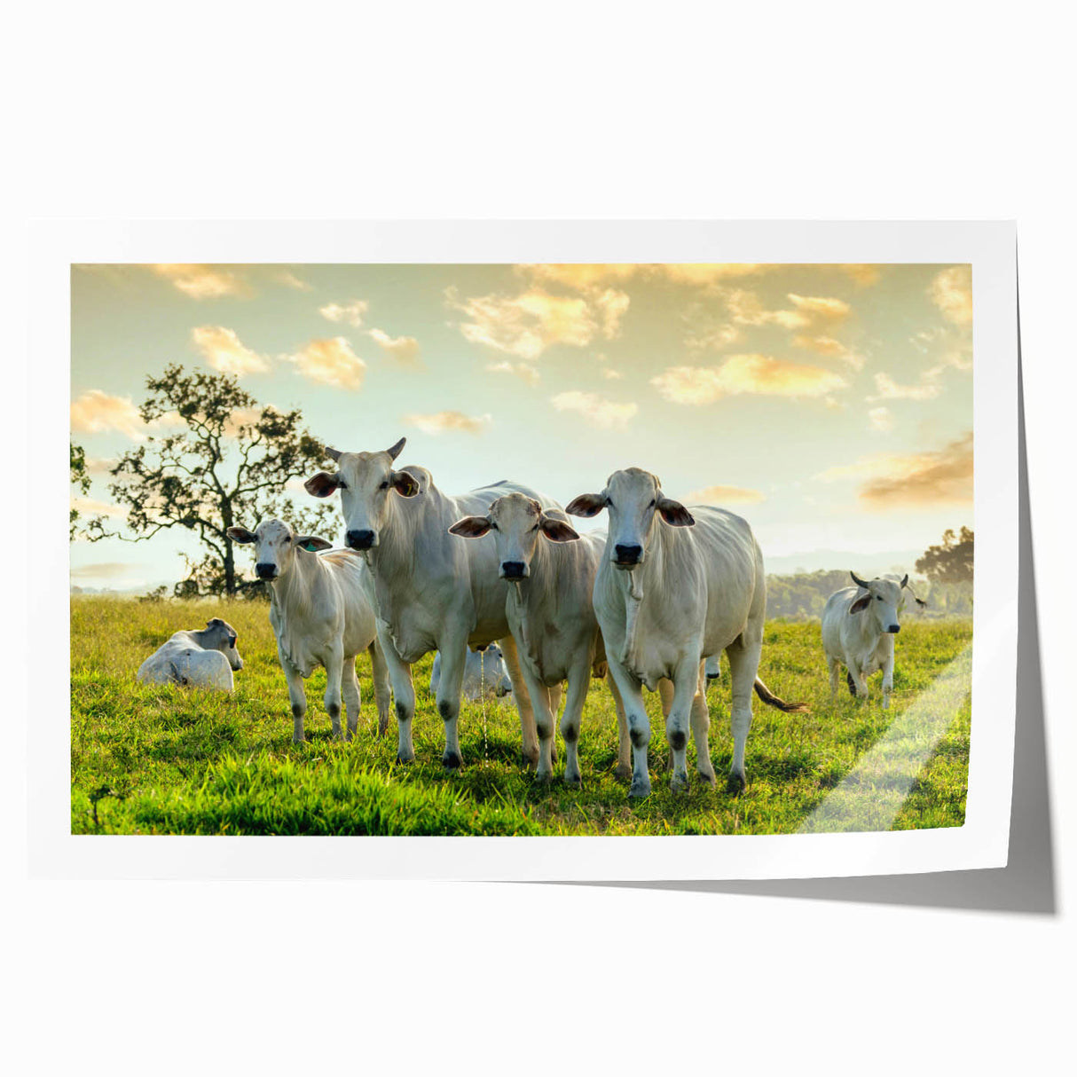 Rolled print showcasing a vibrant cow design from the Animals A Wild Life collection, featuring rich colors and intricate details, perfect for animal art enthusiasts.