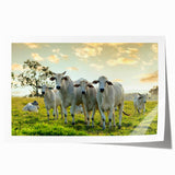 Rolled print showcasing a vibrant cow design from the Animals A Wild Life collection, featuring rich colors and intricate details, perfect for animal art enthusiasts.
