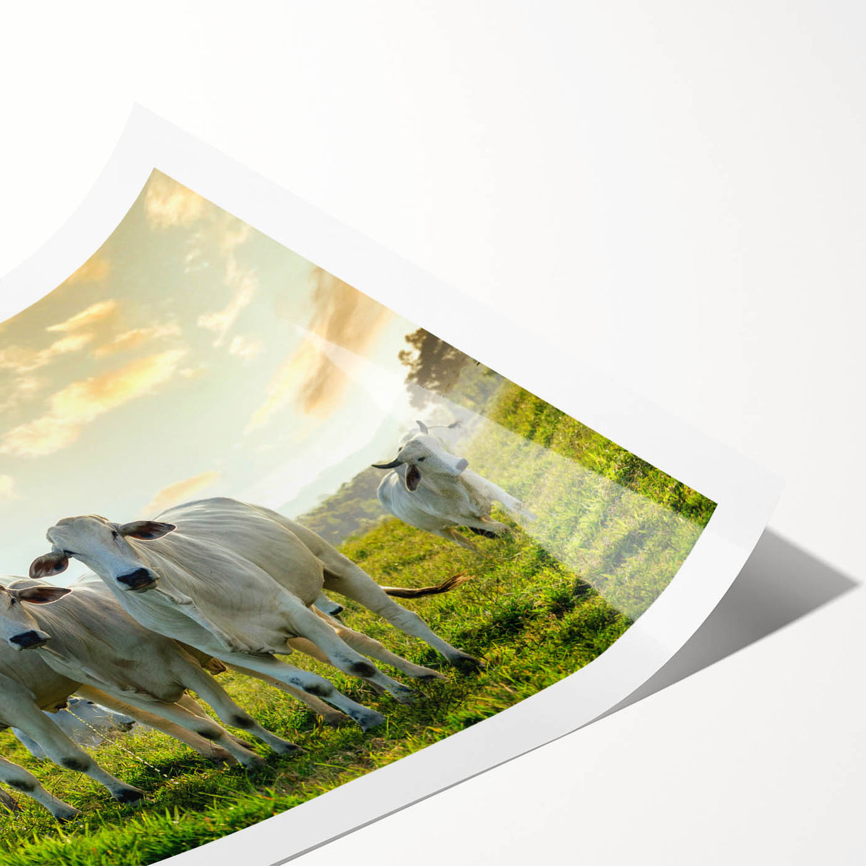 Cow-themed wall art print featuring a vibrant design, showcasing the beauty of wildlife. Ideal for adding a rustic touch to home decor, presented as a rolled canvas.