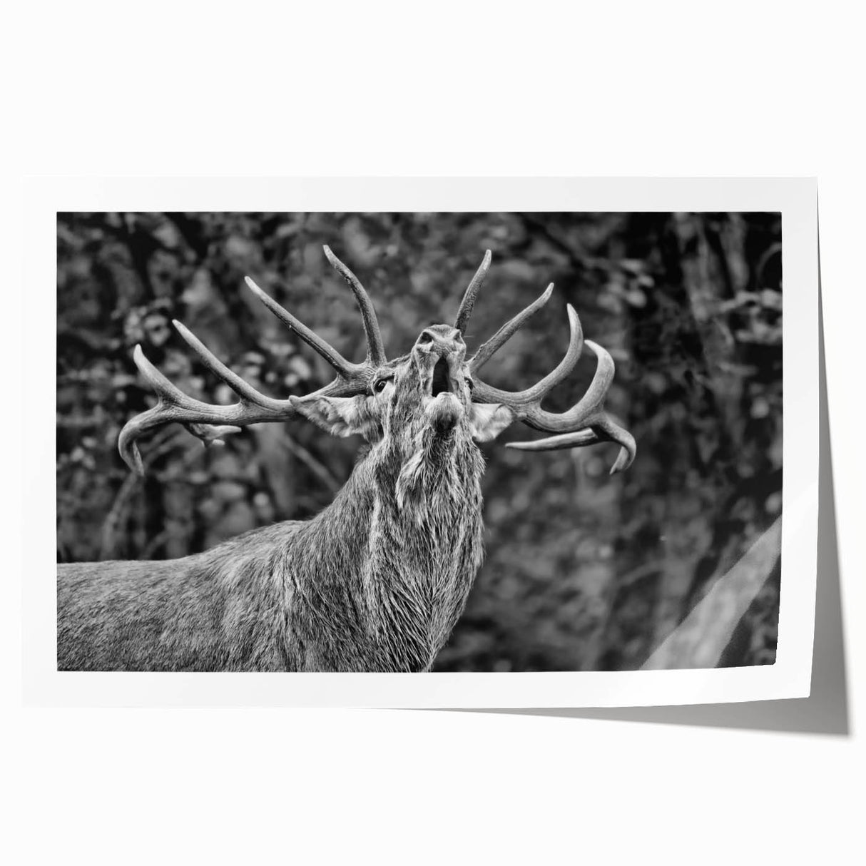 Close-up of a rolled canvas print showcasing a serene deer design, featuring intricate details and natural colors, ideal for wildlife-themed decor.