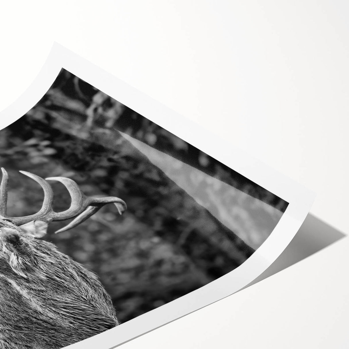 Majestic deer artwork printed on high-quality rolled canvas, showcasing intricate details and vibrant colors, perfect for wildlife enthusiasts and home decor.