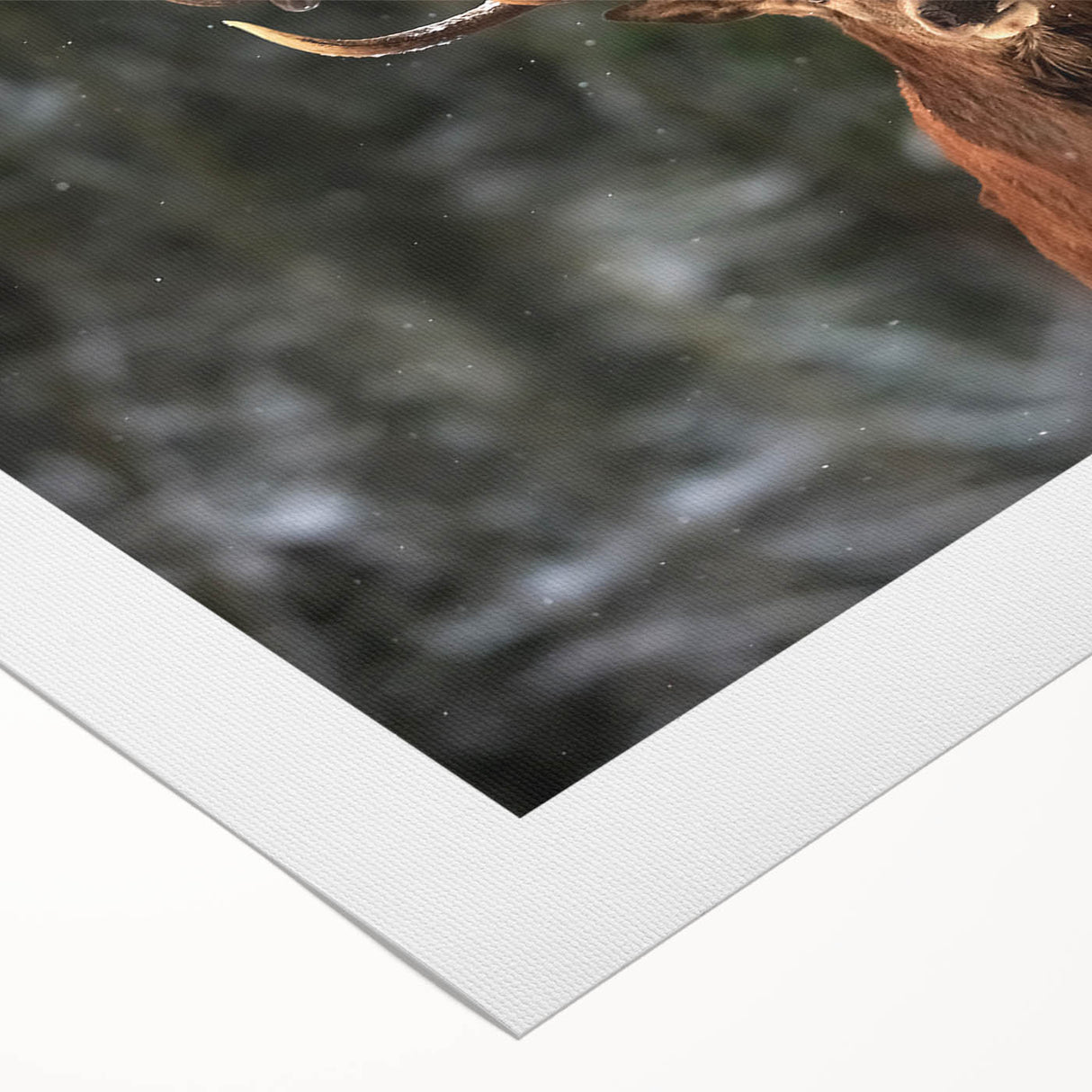 Elegant rolled canvas print showcasing a serene deer design amidst a lush forest backdrop, perfect for nature-themed home decor. Textured surface adds depth and character.