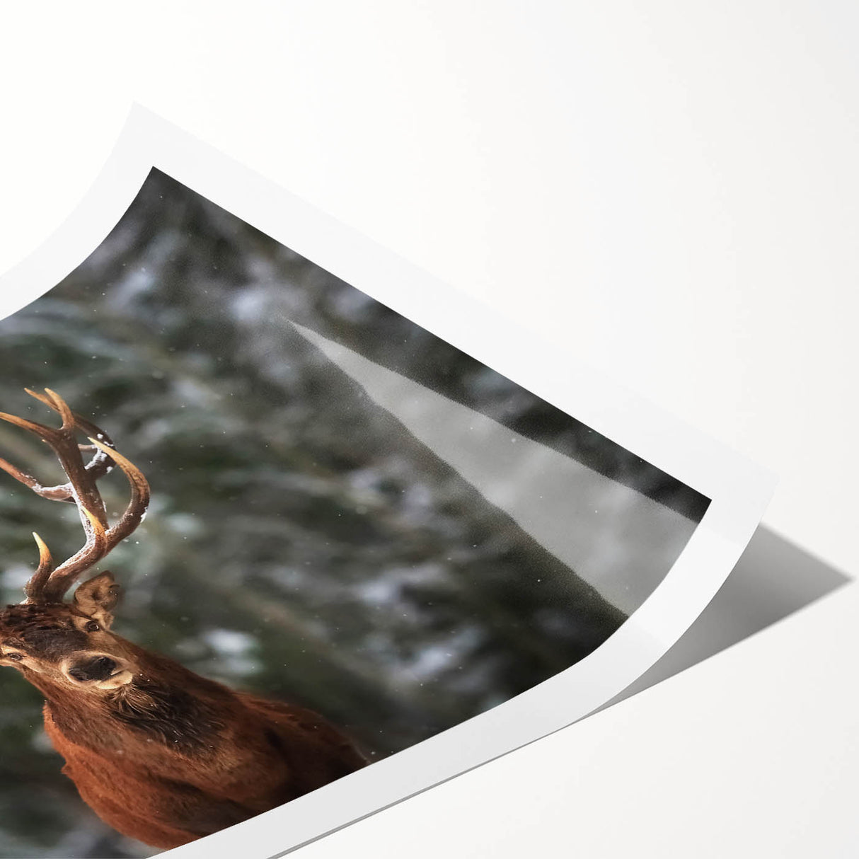 Elegant rolled print featuring a captivating deer design from the Animals A Wild Life collection, showcasing rich colors and intricate details, ideal for nature-inspired decor.