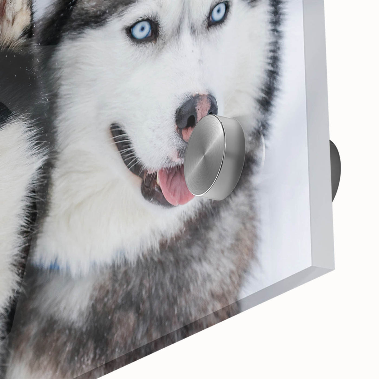 Close-up of a vibrant acrylic glass wall art piece showcasing a collection of playful dogs in a wild, colorful design, perfect for animal lovers and home decor.