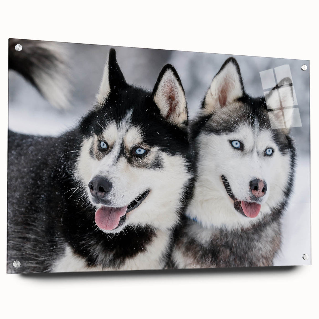 Acrylic wall art collection showcasing a vibrant dogs design, viewed from the side, pinned to a wall with clean, modern lines and vivid colors, perfect for animal lovers.