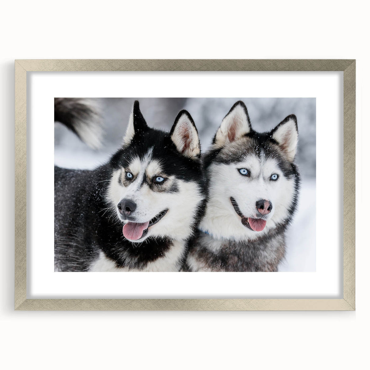 Framed wall art collection featuring a striking design of wild dogs in a natural setting, highlighted by a sleek silver frame and white mat, perfect for animal lovers.