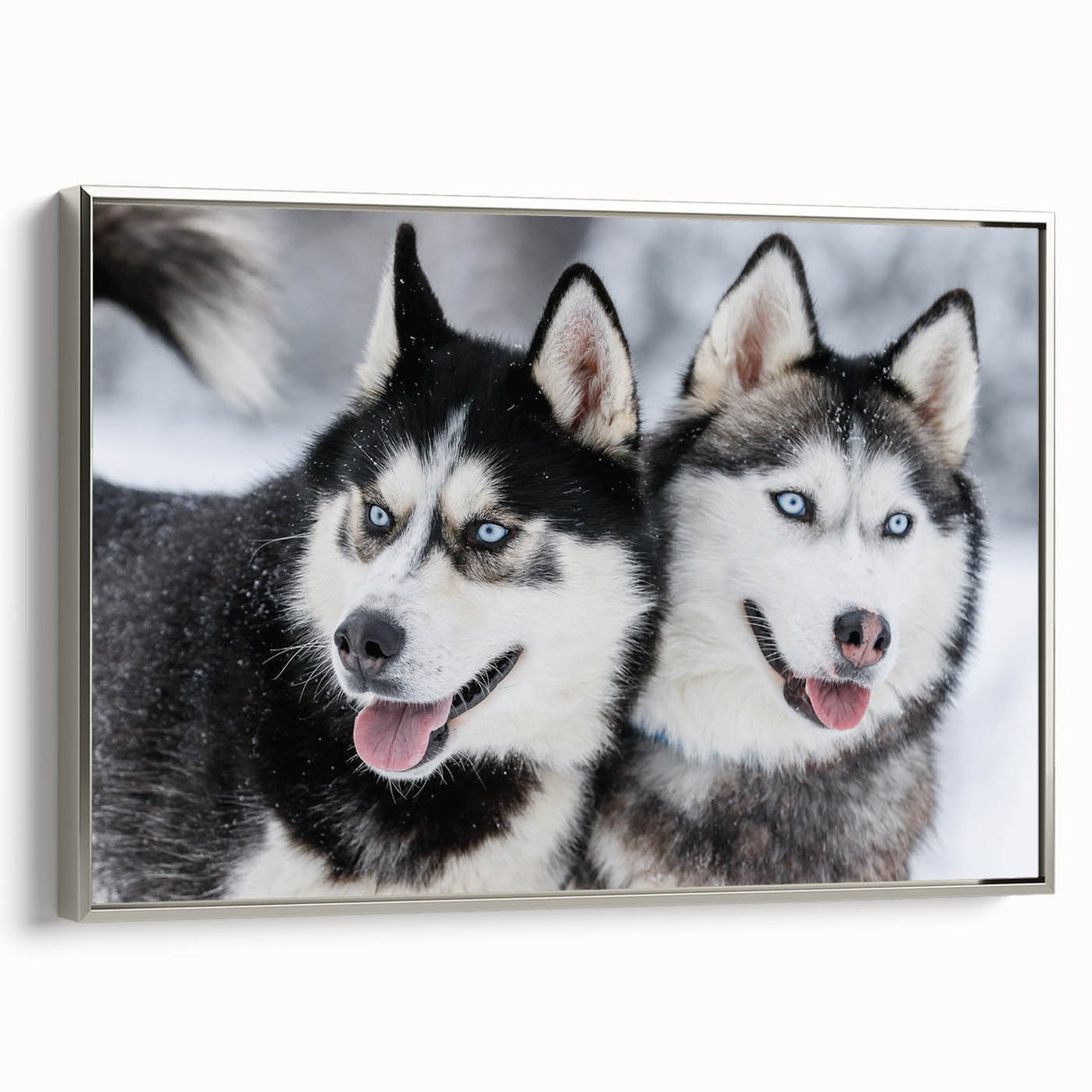 Framed canvas wall art featuring a vibrant dogs design from the "Animals A Wild Life" collection, showcased in a sleek silver frame, highlighting the playful essence of canine companions.