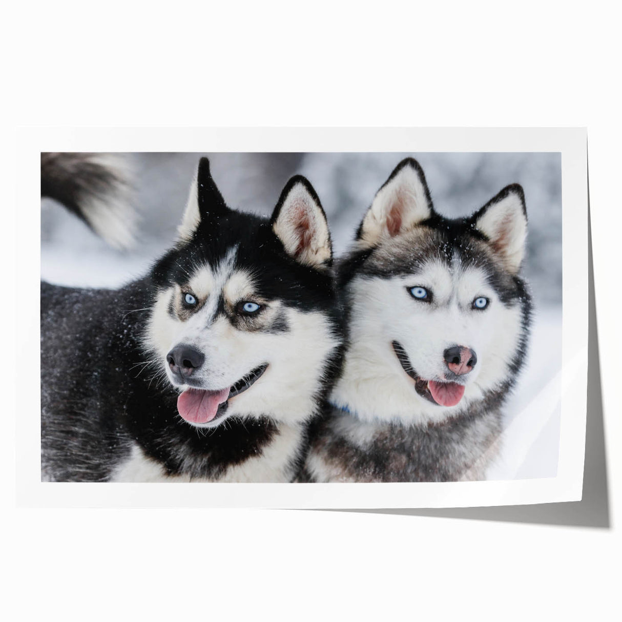 Vibrant wall art print showcasing a playful dog design in a wild life theme, featuring bold colors and dynamic patterns, perfect for animal lovers and home decor.