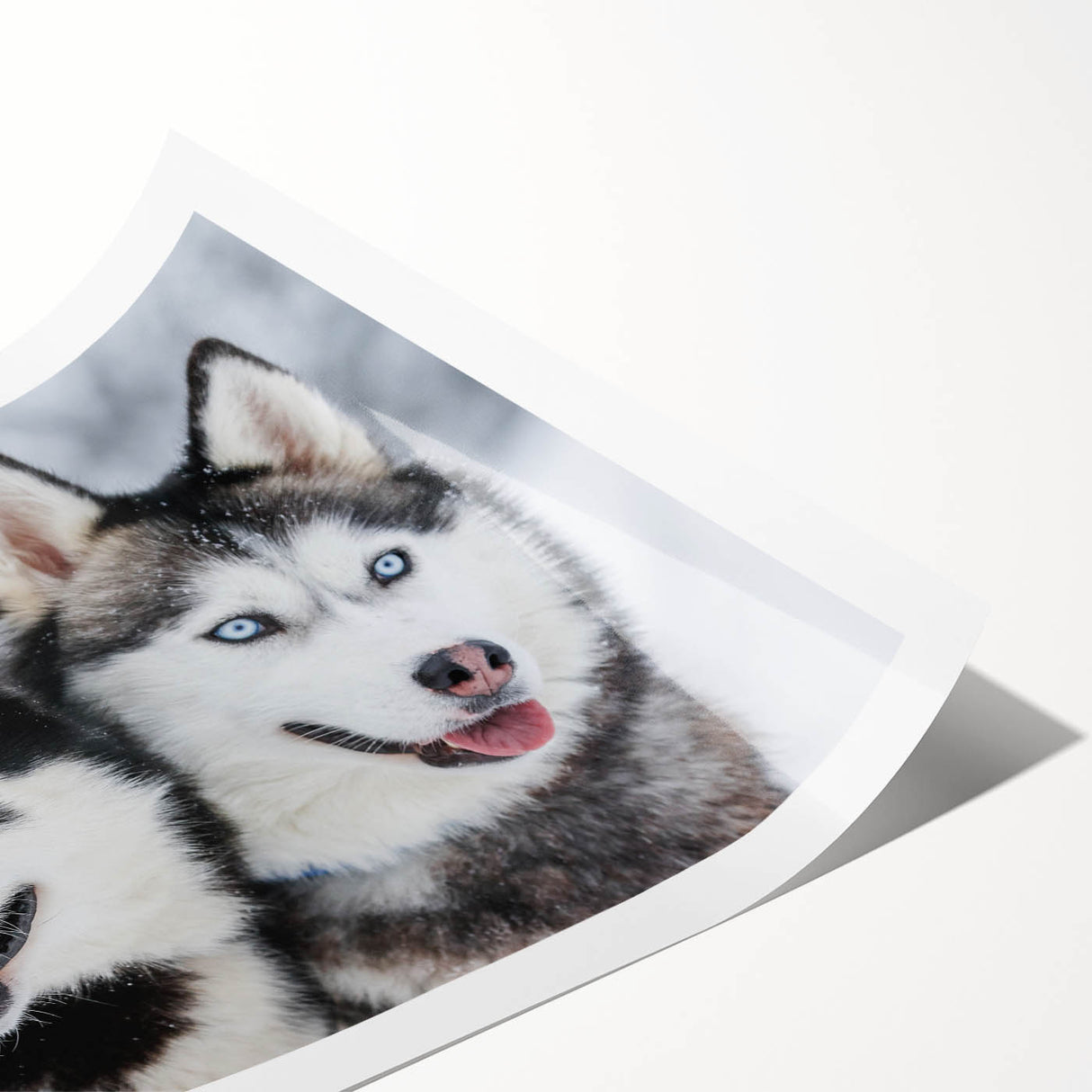 Colorful wall art featuring playful dogs in a wild setting, showcasing a vibrant design that celebrates animal life. Ideal for pet lovers and home decor enthusiasts.