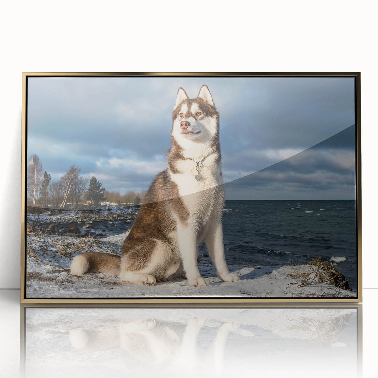 Framed acrylic wall art featuring a wild dog design with a gold border, showcasing vibrant colors and intricate details, perfect for animal lovers and home decor enthusiasts.