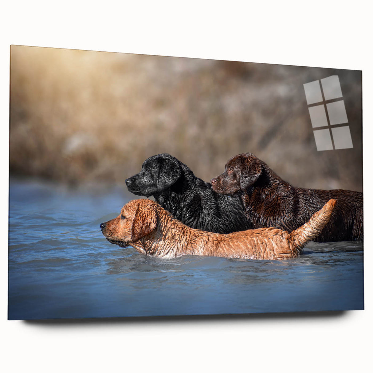 Acrylic wall art collection showcasing a vibrant design of playful dogs in a wild setting, viewed from the side, highlighting colors and glossy finish. Perfect for pet lovers and home decor enthusiasts.