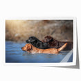 Colorful wall art print featuring a playful design of various dog breeds in a vibrant, whimsical style, ideal for pet lovers and home decor enthusiasts.