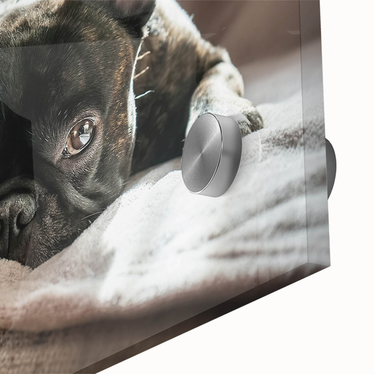 Close-up of a vibrant acrylic wall art piece showcasing a wild dog design, featuring rich colors and intricate details, perfect for animal lovers and home decor enthusiasts.