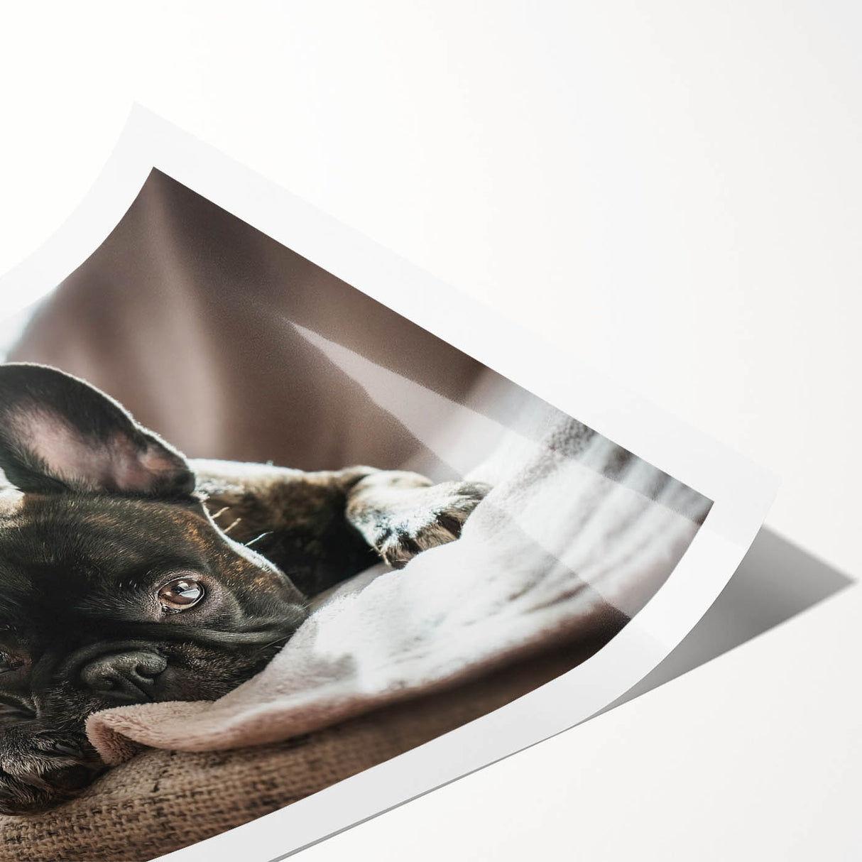 Vibrant rolled wall art print featuring a collection of playful dogs in a wild-life design, showcasing rich colors and detailed textures, perfect for animal lovers.