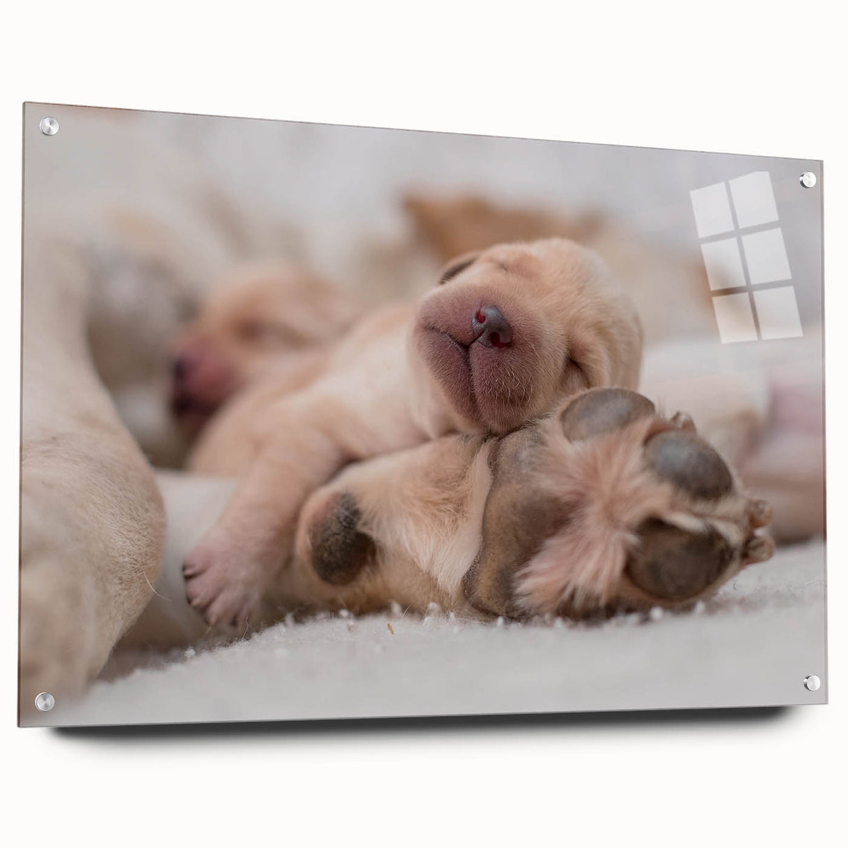 Acrylic wall art featuring a vibrant dog design from the Animals A Wild Life collection, displayed in a contemporary setting with pins for mounting. This colorful piece adds a playful touch to home decor, perfect for animal lovers.
