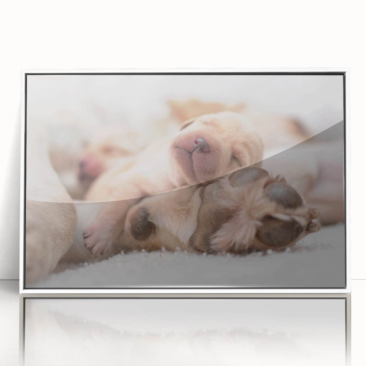 Framed wall art featuring a vibrant collection of wild dog designs, displayed in a sleek white frame, perfect for animal lovers and home décor enthusiasts.